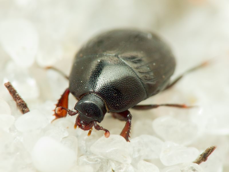 Histeridae Gyllenhal, 1808